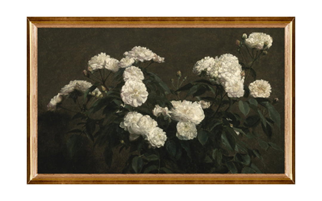Still Life of White Roses