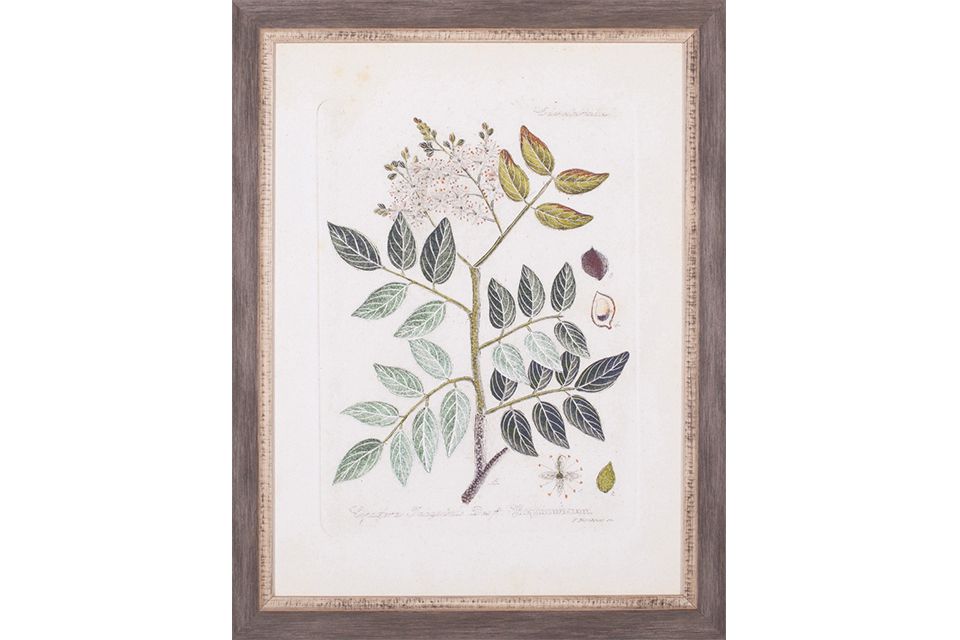 Antique Leaves I Framed Artwork