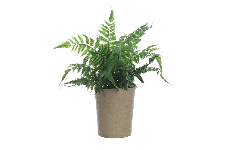 Faux Fern