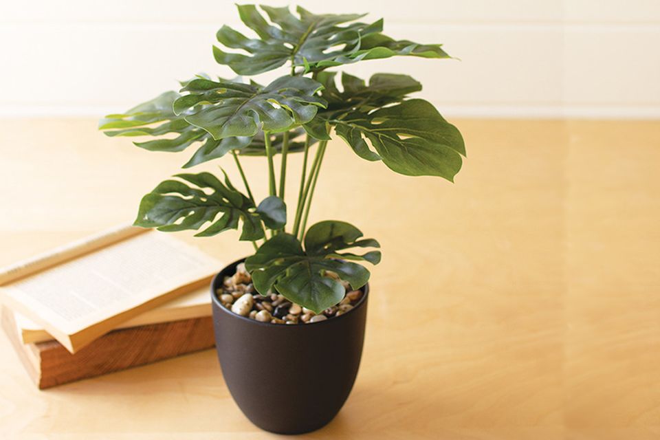 Monstera Plant